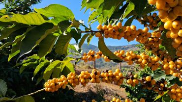 Cafeeiro com cafés especiais maduros Arara amarelo, finalista BSCA