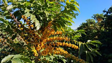 Cafezal com cafés especiais maduros Arara amarelo, finalista BSCA