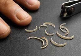 View of How Can I Sedate My Dog to Cut His Nails? 4 Proven Methods