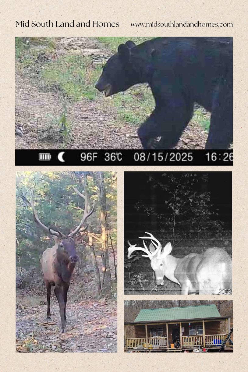 Wildlife and cabin views from Mid South Land and Homes property.