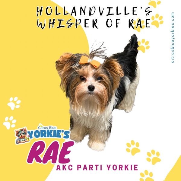 Yorkshire terrier, female parti Yorkie