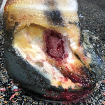 After removal of hoof tumor - Keratoma