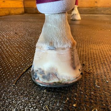 Fully healed hoof
