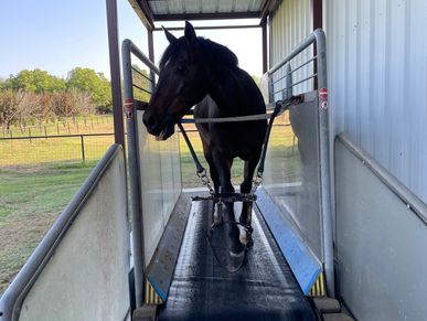 Horse walking on dry treadmill