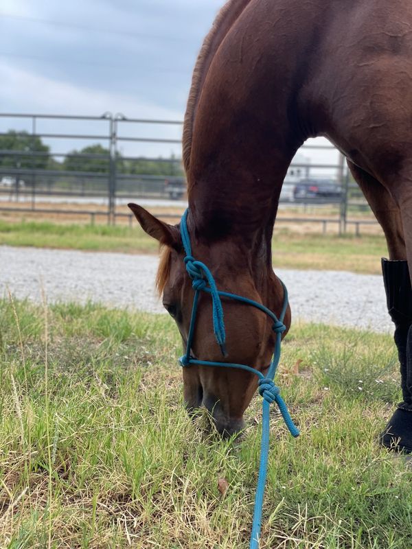 Horse hand grazing