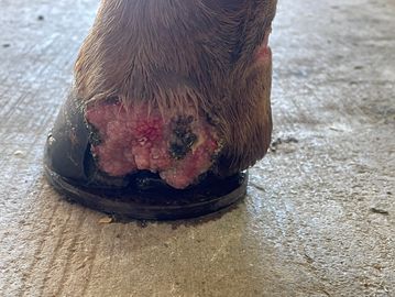 Granulation tissue forming on injured tissue