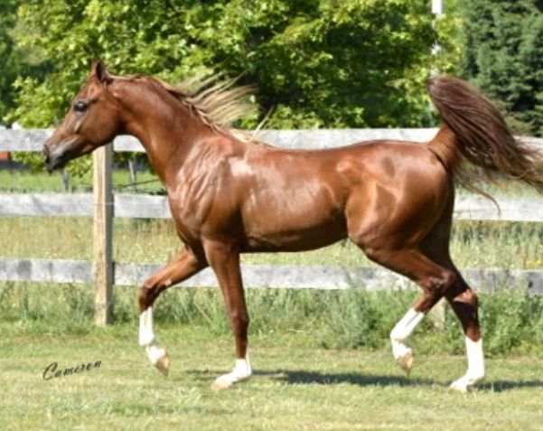 Arabian horse sales and resources