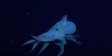 underwater octopus