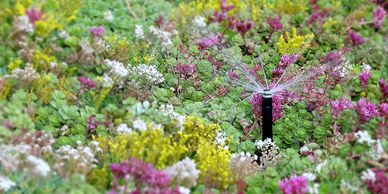 Sprinkler system watering succulents