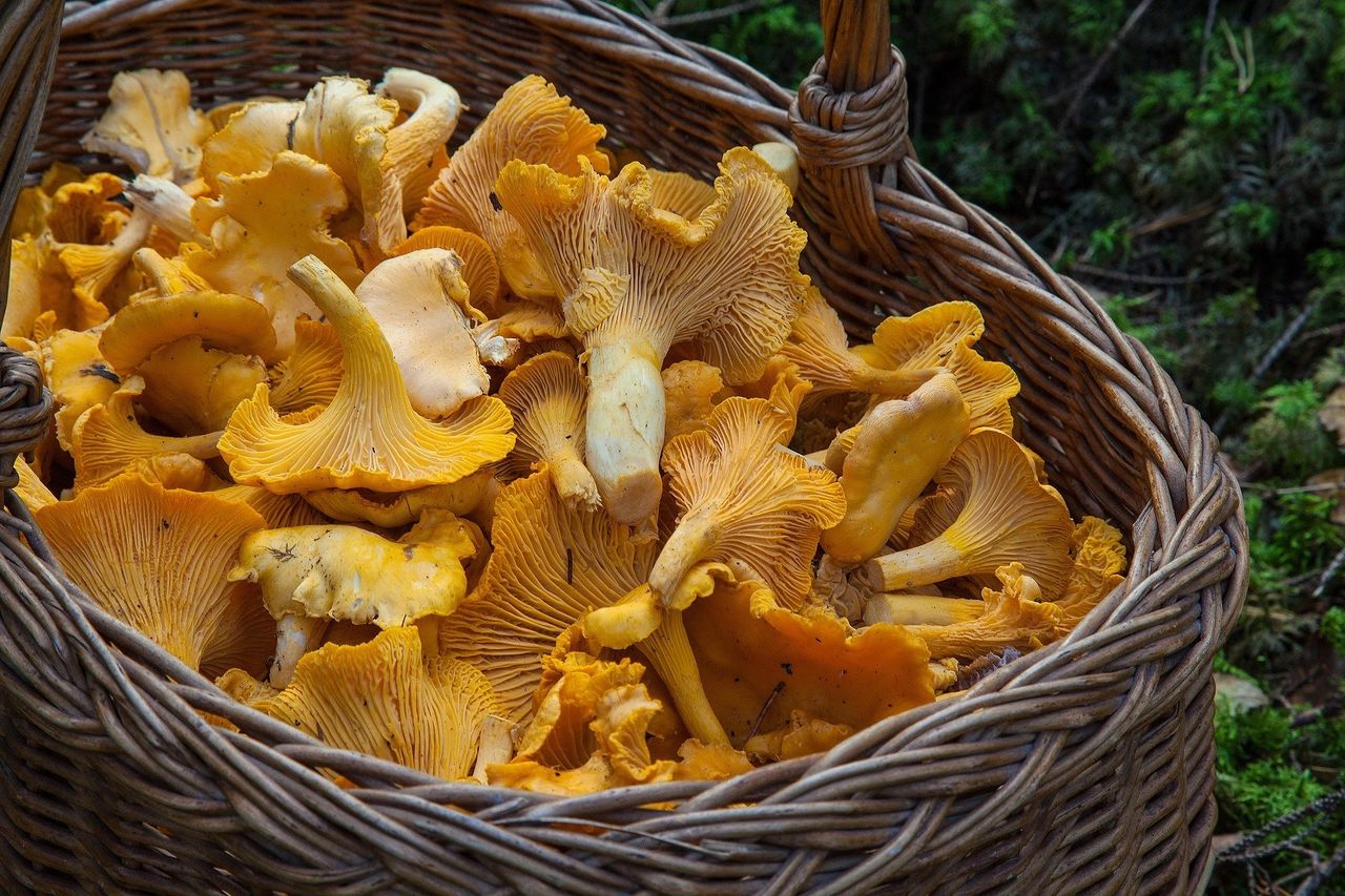 Mushrooms in a basket 