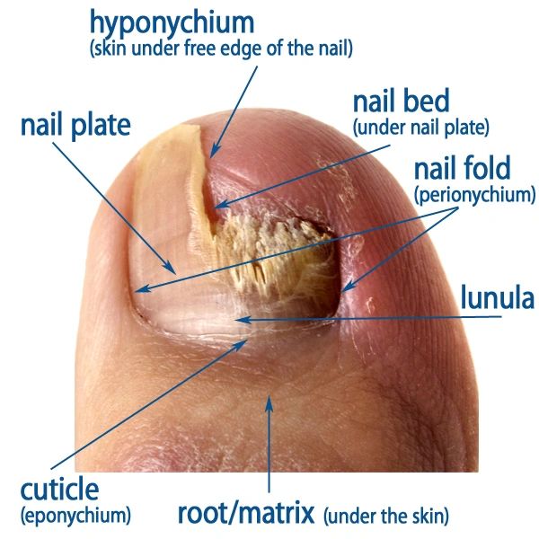 Lunula Laser an Invaluable Tool to Repair and Restore Damaged Nail Plates - Compleet Feet Lunula Laser an Invaluable Tool to Repair and Restore Damaged Nail Plates - Compleet Feet