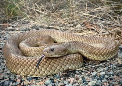 A coiled snake on rocky ground.