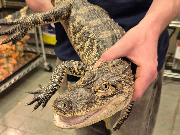 The alligator that we keep at the shop. 