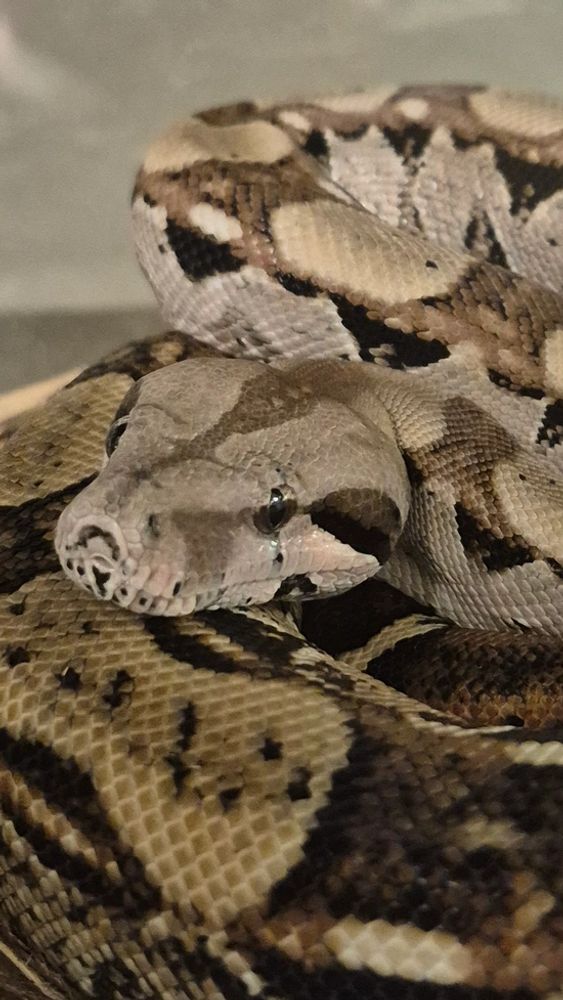 A boa we have in the shop awaiting its forever home. 