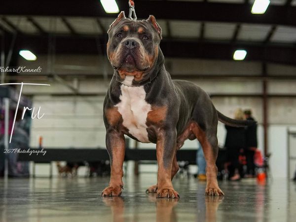 American bully standard blue tri color