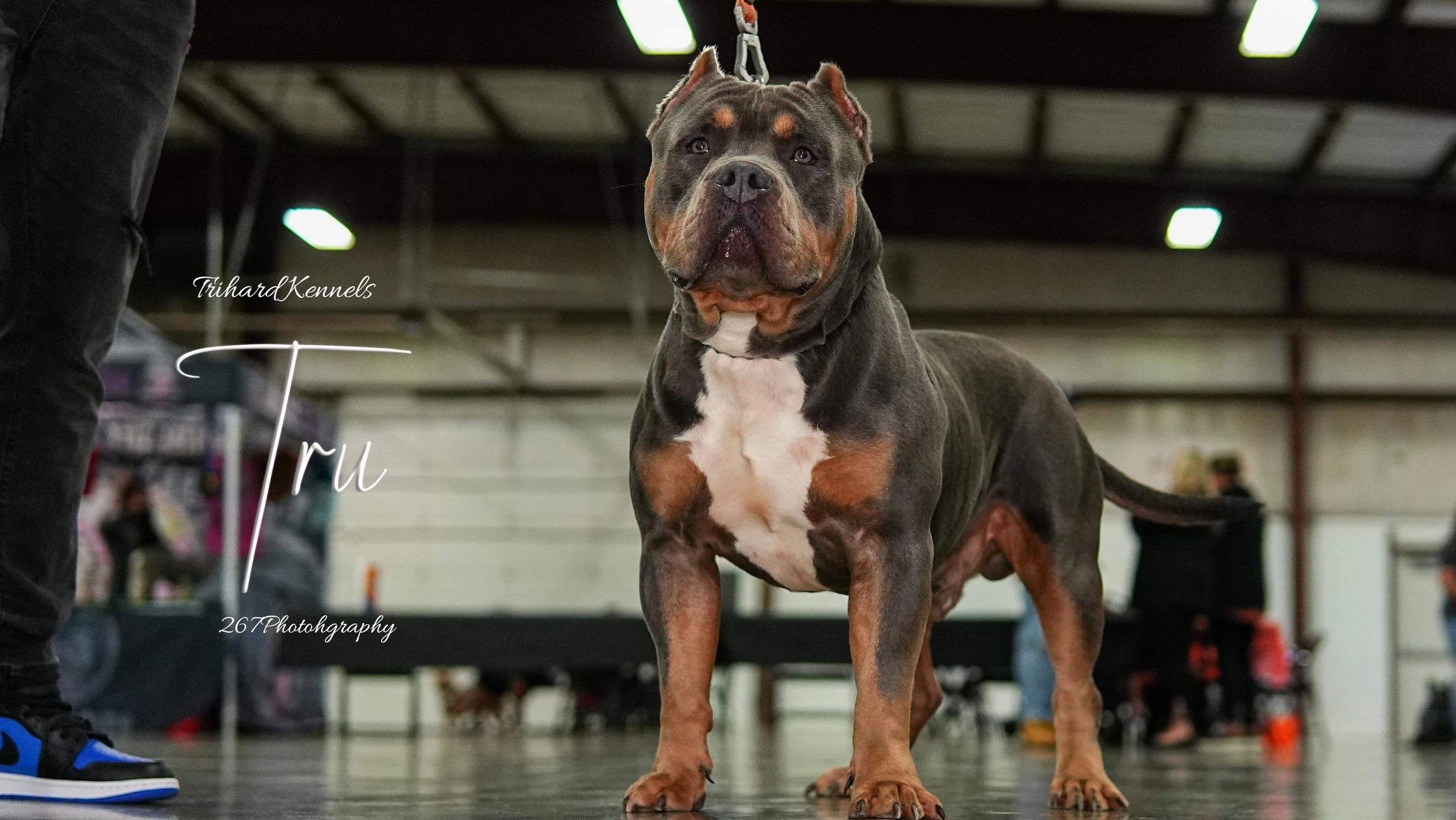 Trihards Tru blue tr American bully stud