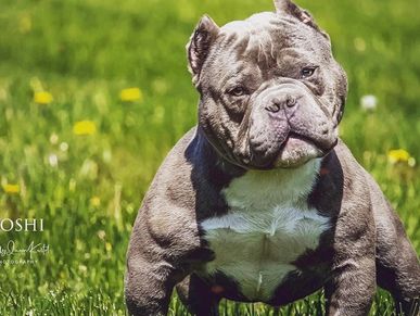 Trihard Roshi micro American bully stud