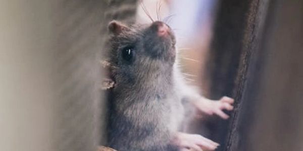 rodent control included with the  quarterly service plan