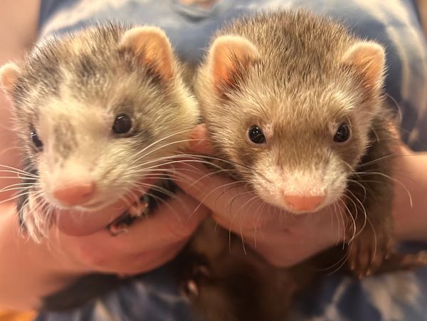 baby ferrets for sale