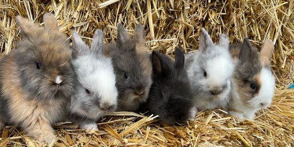 Lionhead bunnies for sale, rabbits for sale, rabbit breeders Chicago 