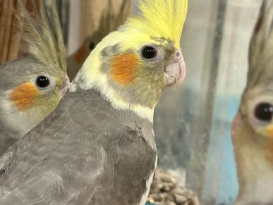 Close-up of a cockatiel with a yellow crest and orange cheek patch.