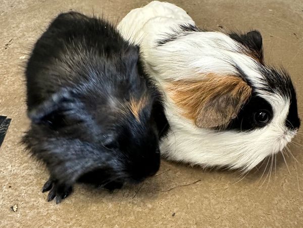 Guinea pigs for sale Chicago 