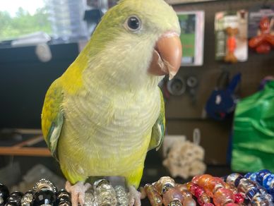 A yellow and green parrot perched on colorful beaded bracelets.