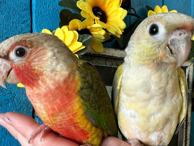 Two colorful parrots perched on a hand with yellow flowers in the background.