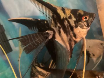 A close-up of a black and gold striped angelfish in an aquarium.