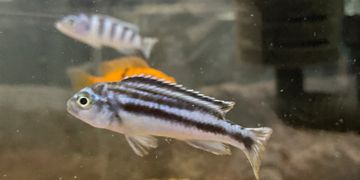 A striped fish swimming in an aquarium with another fish blurred in the background.
