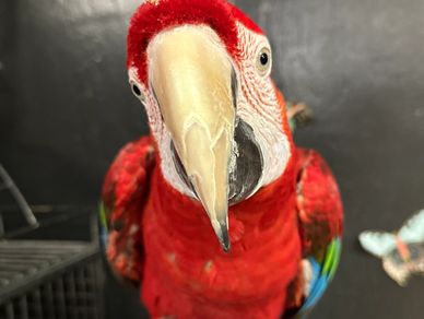 Close-up of a red parrot with a large beak and colorful feathers.