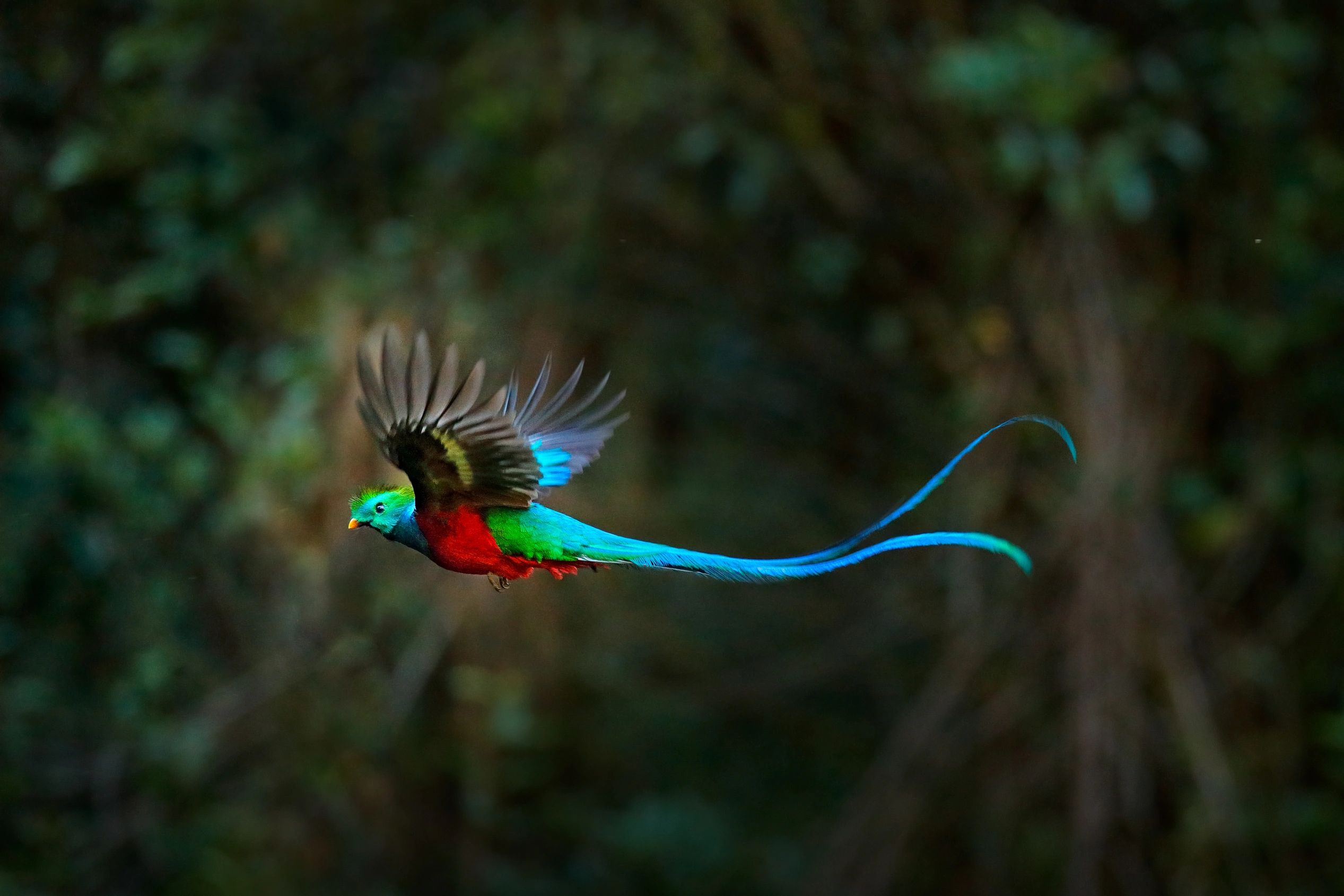 Quetzal de Guatemala 