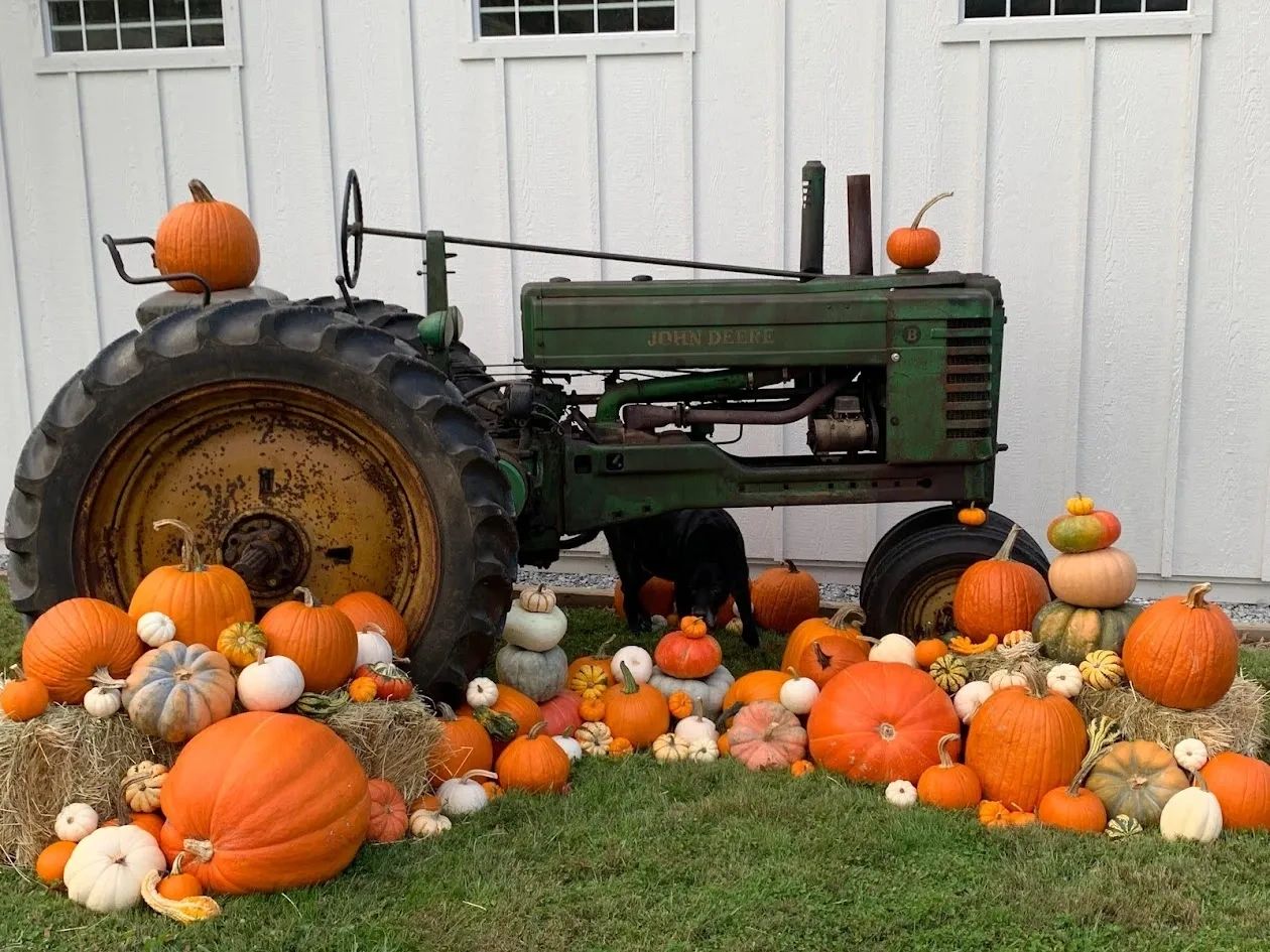 A tractor with pumpkins around it.