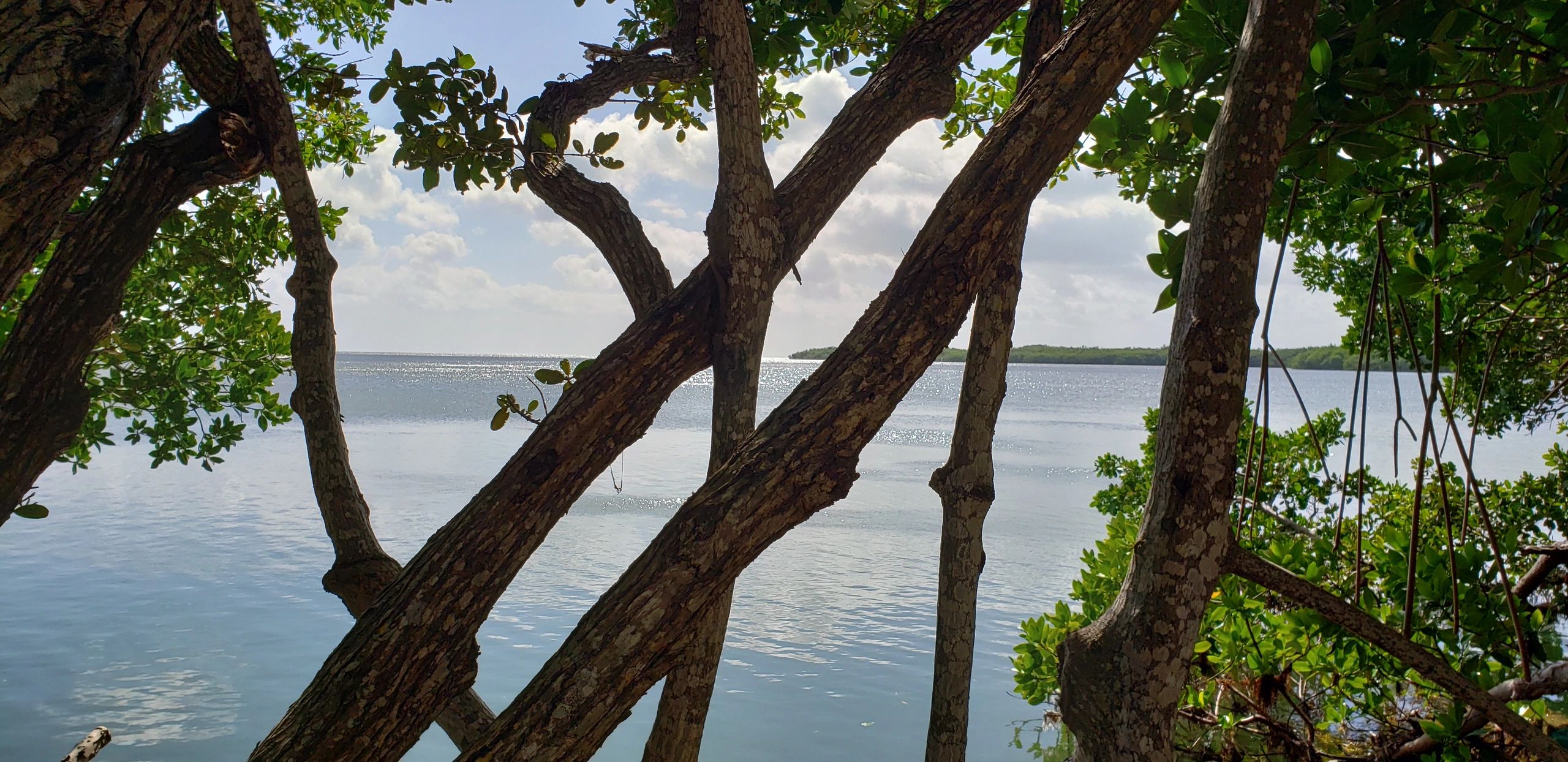 Mangroves along Key Largo Coastline at Dovecreek Resort