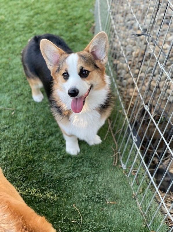 corgi puppies