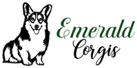 emerald corgis