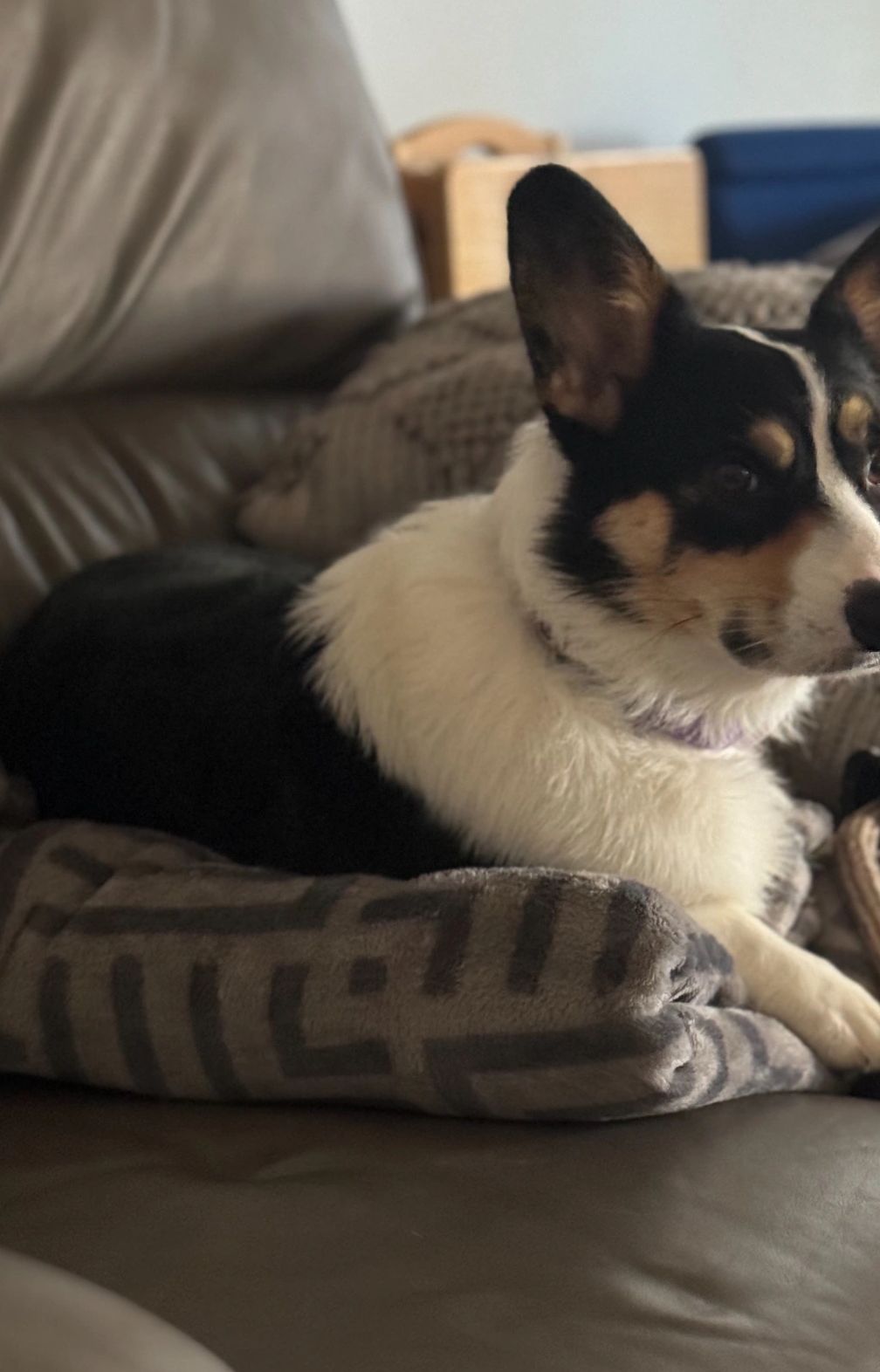 Lexi is chillin on the couch