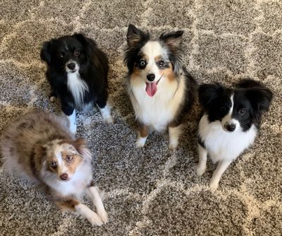 Mini aussie discount sheltie mix