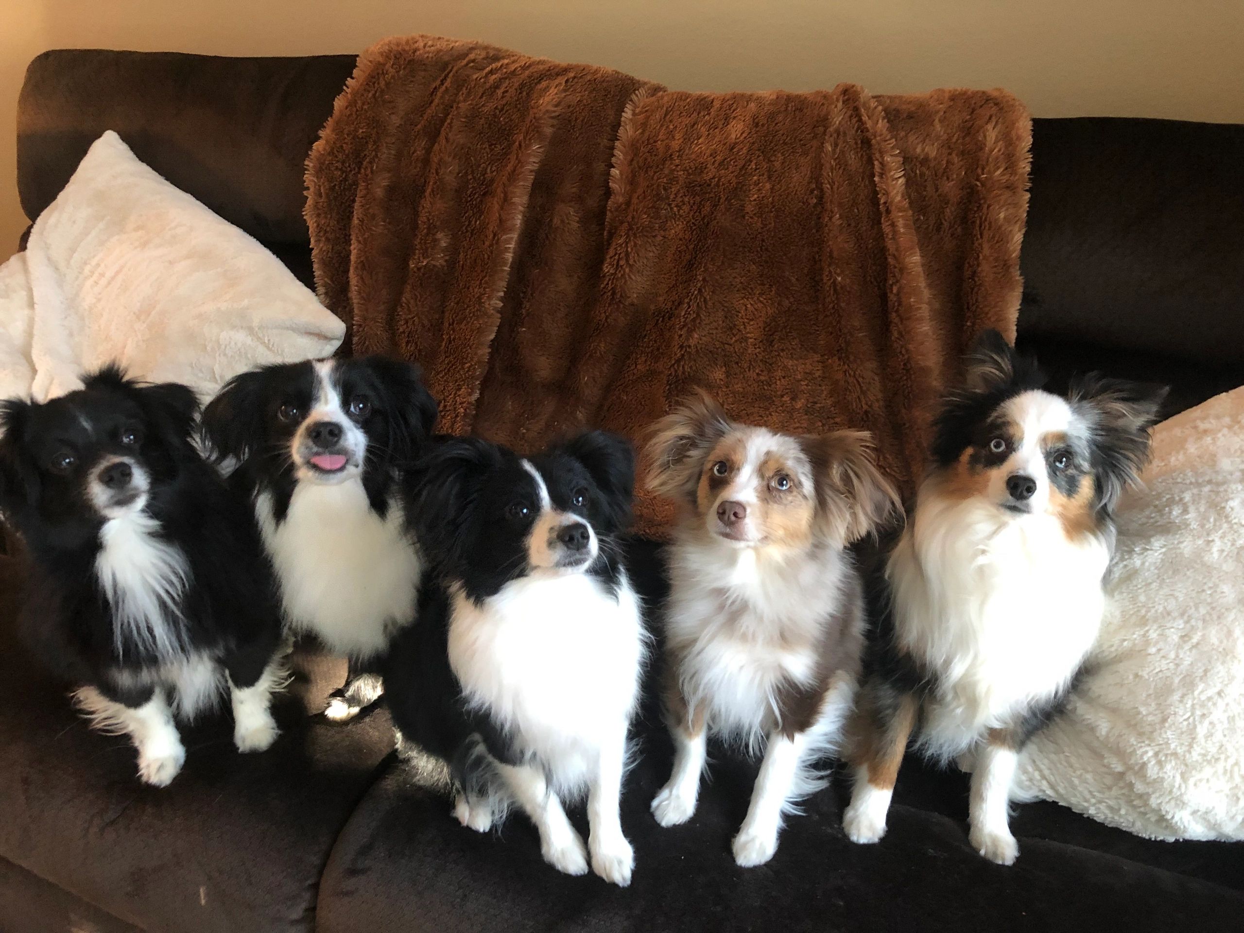 4C TOY AUSSIES - Home
