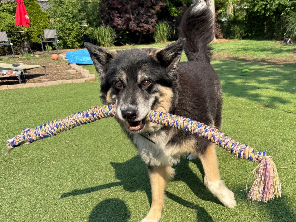 Payton - Shepard Mix