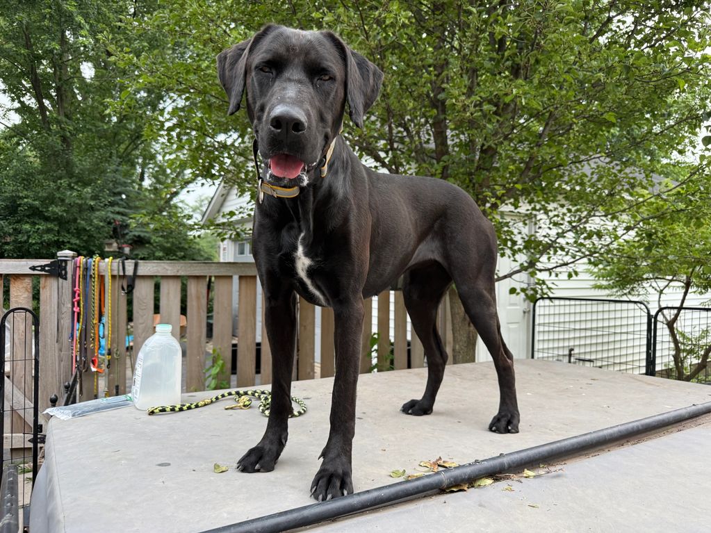Lucy, Great Dane Ridgeback Mix, 3 years old