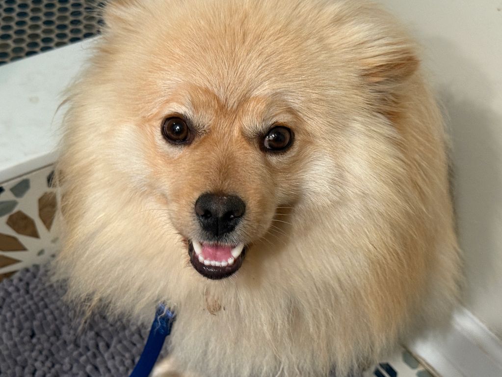 Pomeranian, 8 months old, male