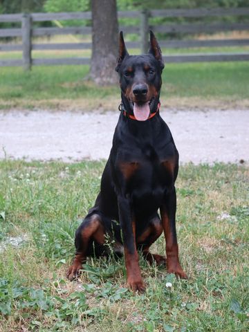 Doberman dog sitting on grass with ears upright and tongue out.