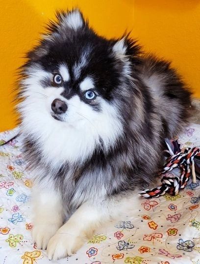 Dapple pomeranian sale