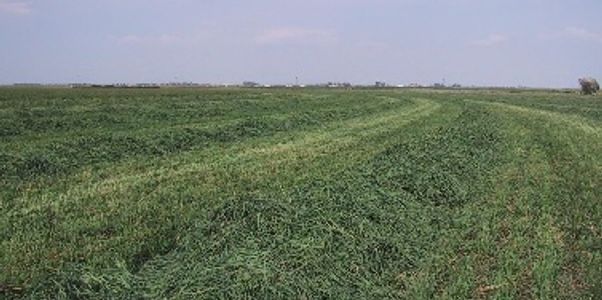 Low Sugar grass hay, Low starch grass hay, Low NSC Grass Hay.
Certified Weed Free Grass Hay
Orchard/