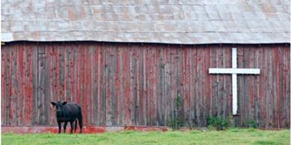 Cow standing near a barn with a cross on it.