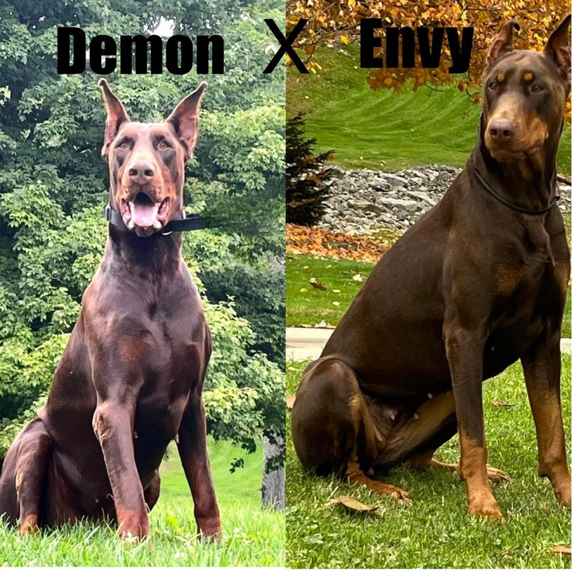  Envy x Demon confirmed pregnancy and accepting deposits 1/5/24. Due 2/8/24, ready to go 4/4/24.