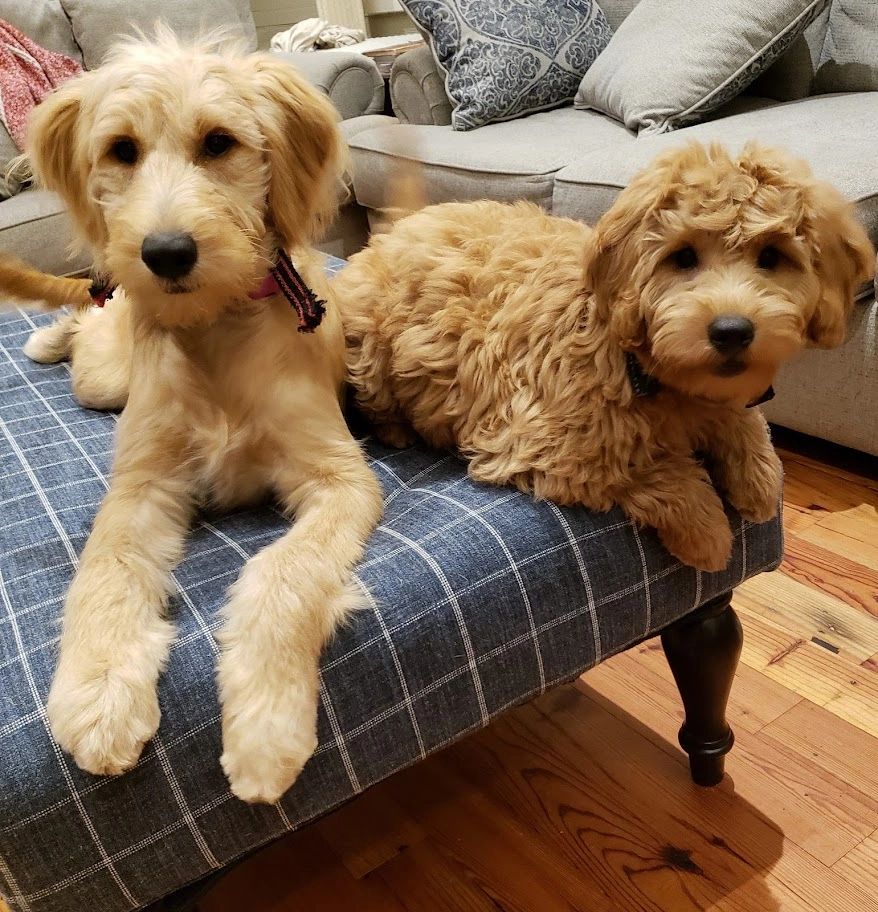 King's Crossing Kennels