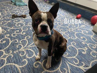 Bubba - super sweet Boston Terrier 