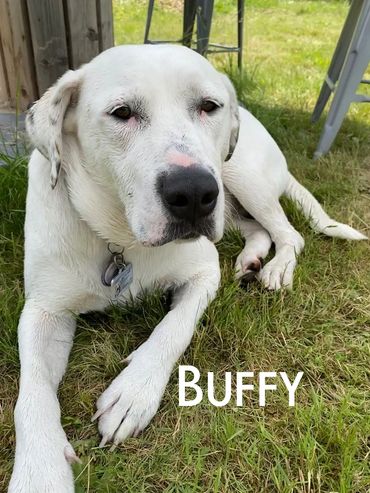 Buffy - Pit Bull and Great Pyrenees mix